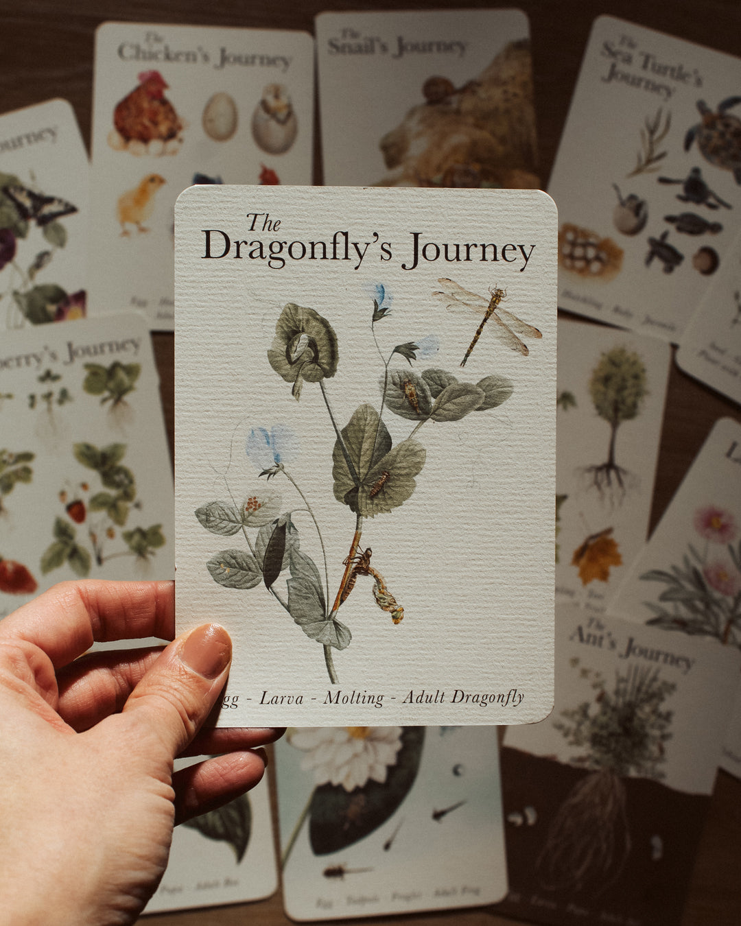 Life Cycles of Nature A6 Card Pack