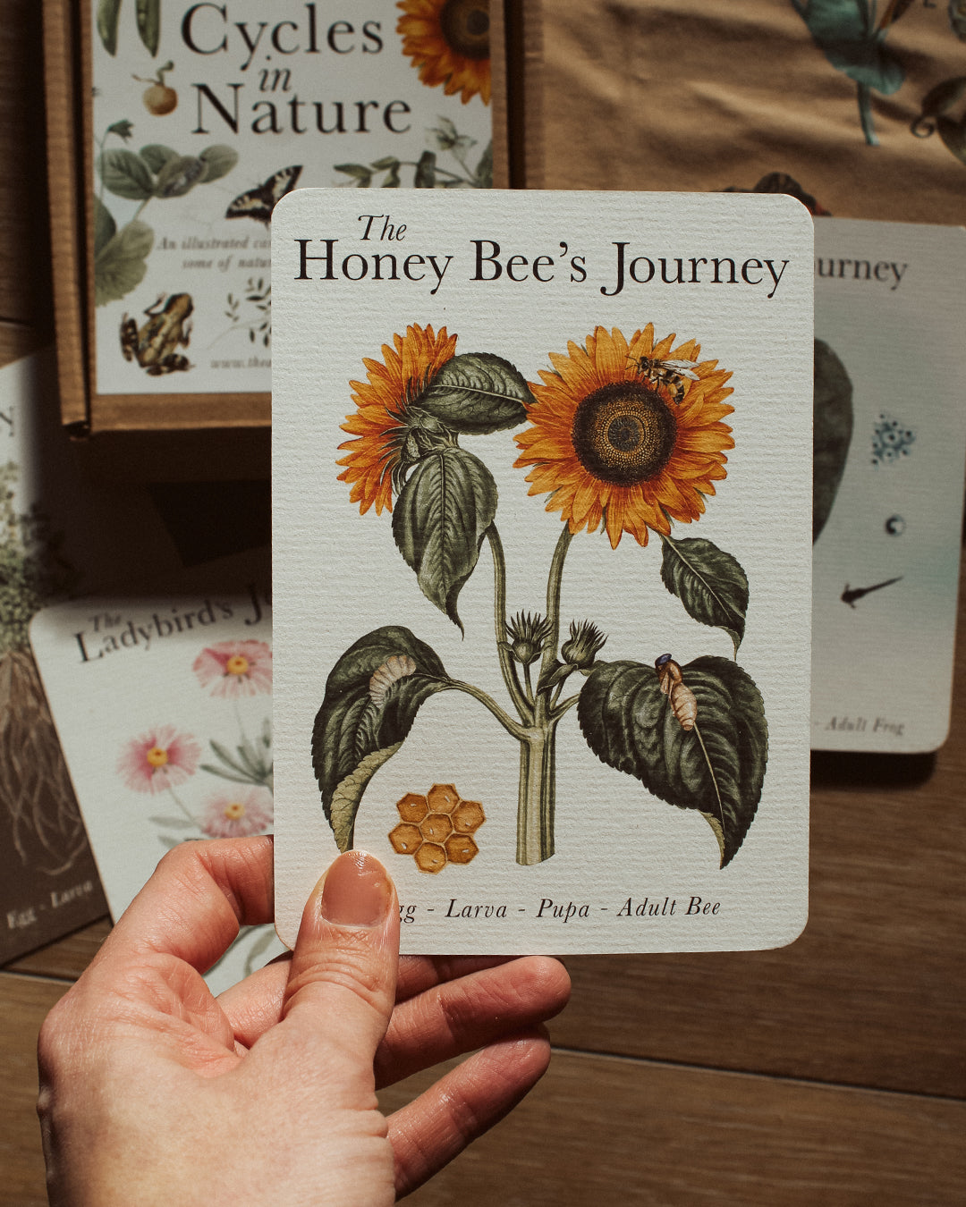Life Cycles of Nature A6 Card Pack